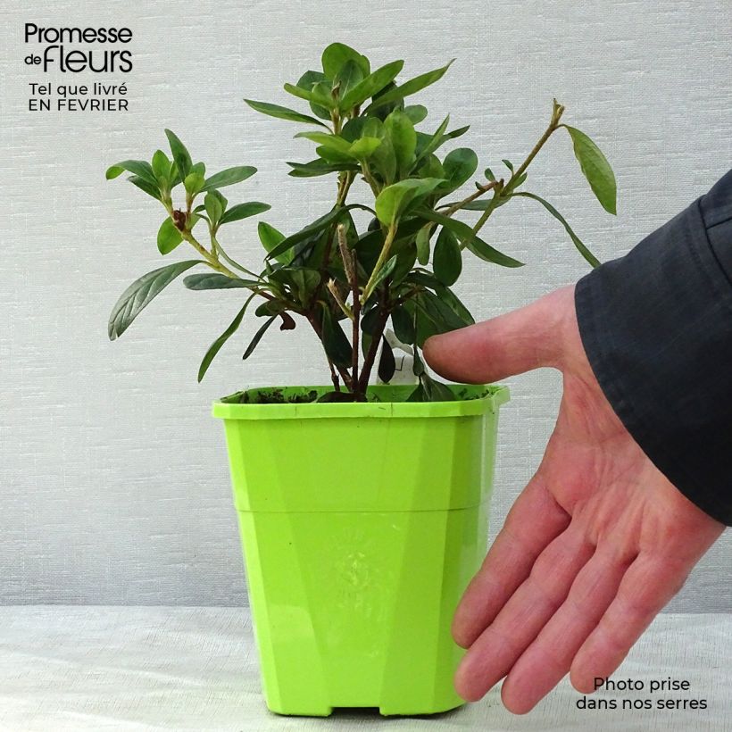 Exemplar von Japanische Azalee ENCORE Bonfire - Azalea Topf mit 1L/1,5L wie im Winter geliefert