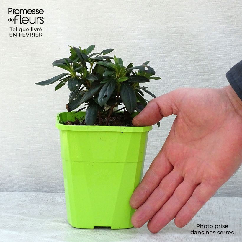 Exemplar von Japanische Azalee ENCORE Ruby - Azalea Topf mit 1L/1,5L wie im Winter geliefert