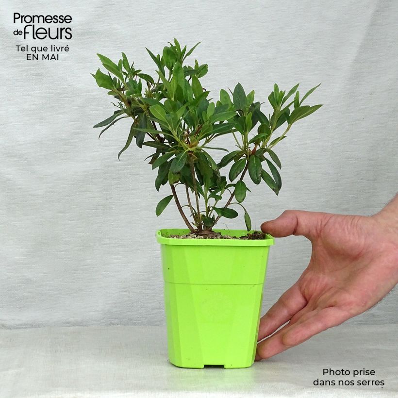 Exemplar von Japanische Azalee ENCORE Ruby - Azalea Topf mit 1L/1,5L wie im Frühjahr geliefert