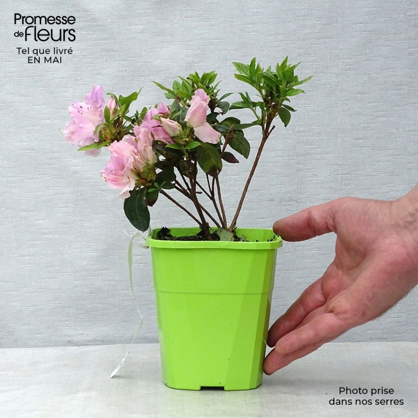 Exemplar von Japanische Azalee ENCORE Sweetheart - Azalea Topf mit 1L/1,5L wie im Frühjahr geliefert