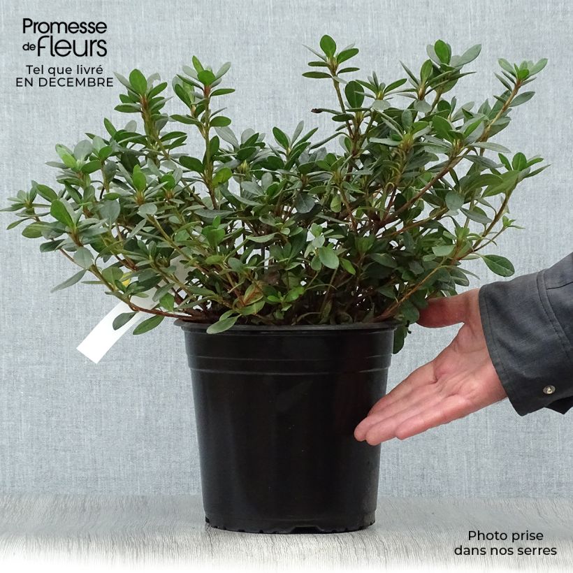 Exemplar von Japanische Azalee Arabesk - Azalea Topf mit 3L/4L wie im Winter geliefert