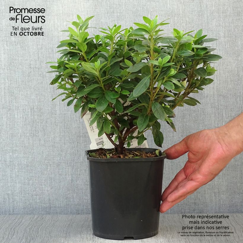 Exemplar von Japanische Azalee Ben Morrisson - Azalea Topf mit 2L/3L wie im Herbst geliefert