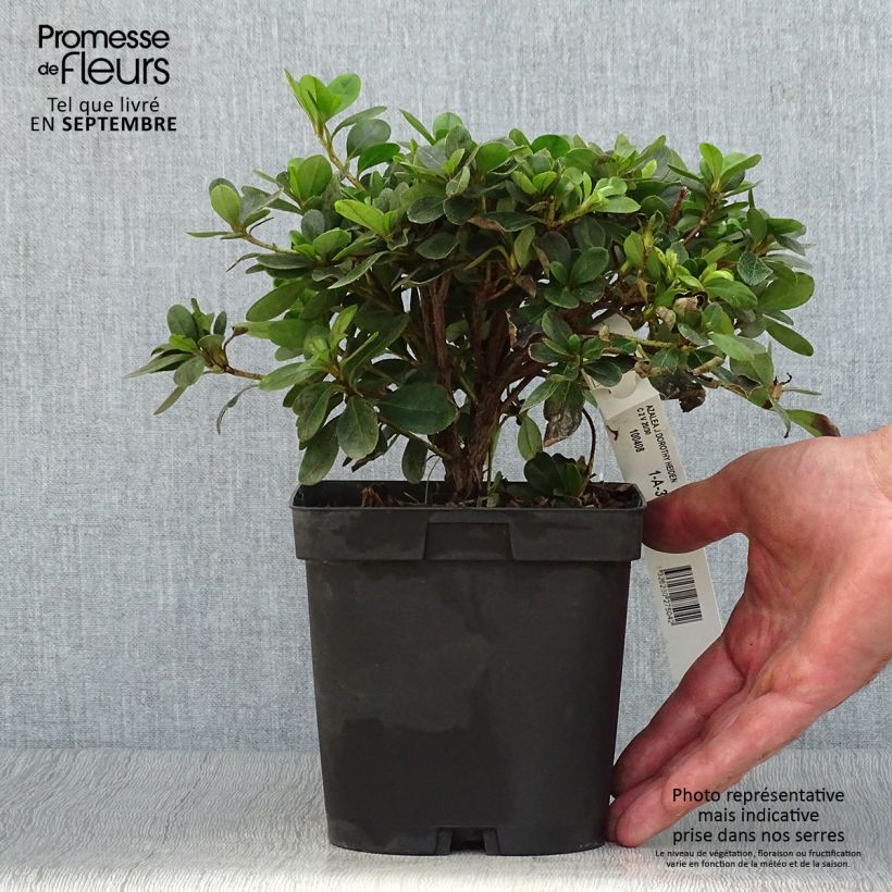Exemplar von Japanische Azalee Dorothy Heiden - Azalea Topf mit 2L/3L wie im Herbst geliefert