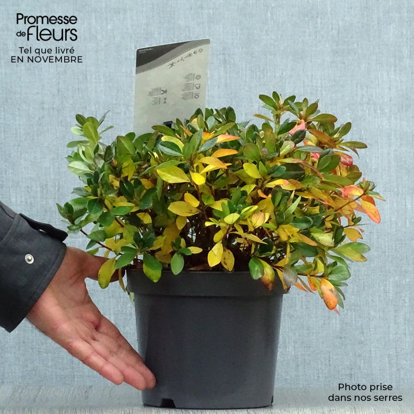 Exemplar von Japanische Azalee Izumi no mai - Azalea Topf mit 3L/4L wie im Herbst geliefert