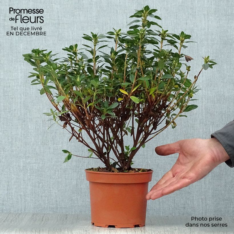 Exemplar von Japanische Azalee Madame Galle - Azalea Topf mit 2L/3L wie im Winter geliefert