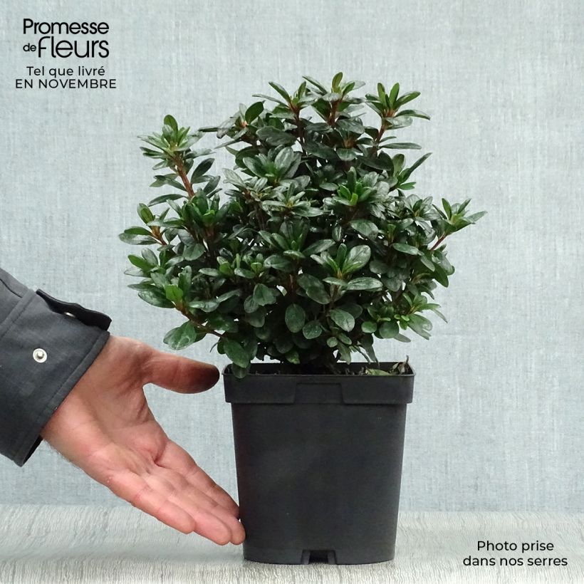 Exemplar von Japanische Azalee Manuska - Azalea Topf mit 2L/3L wie im Herbst geliefert
