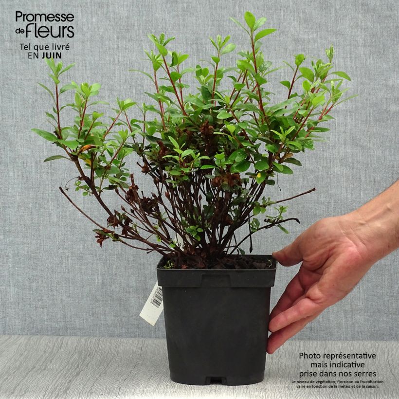 Exemplar von Japanische Azalee Manuska - Azalea Topf mit 2L/3L wie im Sommer geliefert