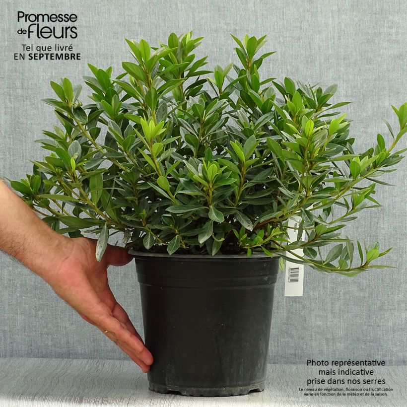 Exemplar von Japanische Azalee Purple Splendor - Azalea Topf mit 4L/5L wie im Herbst geliefert