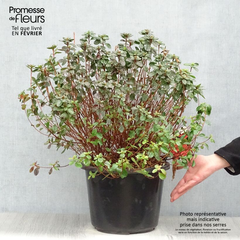 Exemplar von Japanische Azalee Stewartstonian - Azalea Topf mit 12L/15L wie im Winter geliefert