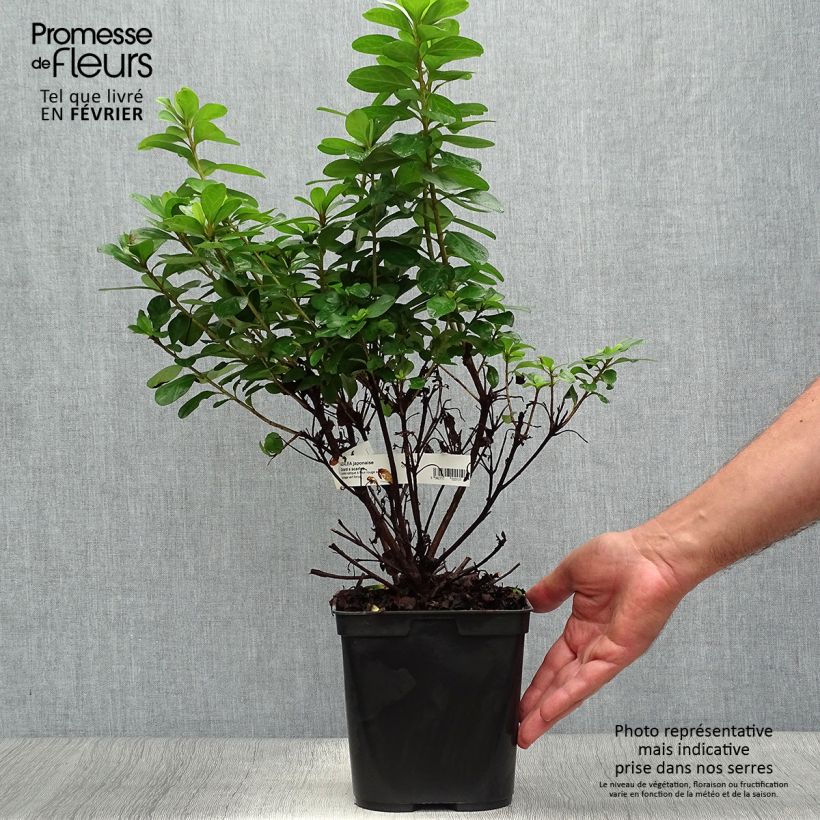 Exemplar von Japanische Azalee Girard's scarlet - Azalea Topf mit 2L/3L wie im Herbst geliefert