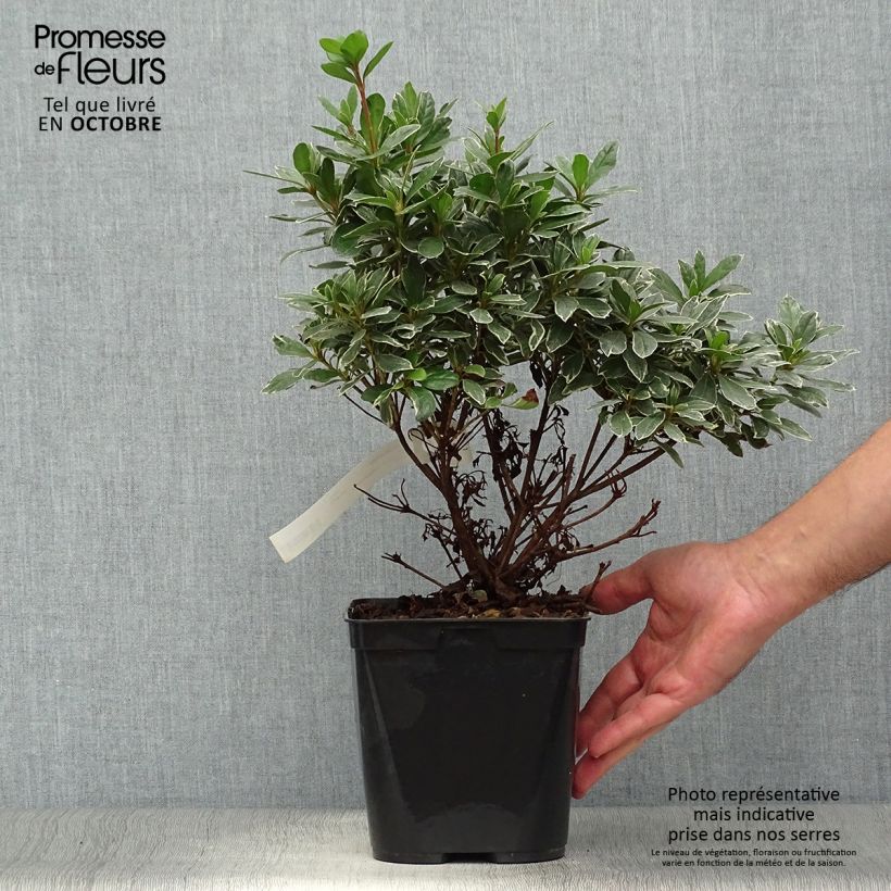 Exemplar von Japanische Azalee Girard's Hot Shot - Azalea Topf mit 2L/3L wie im Herbst geliefert