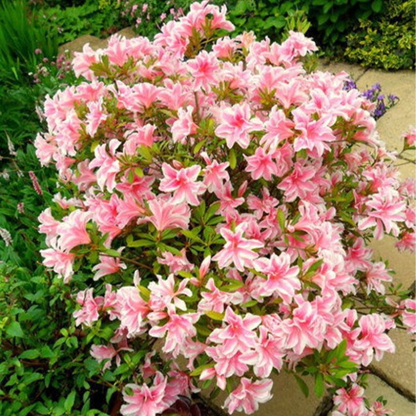 Japanische Azalee Melle - Azalea (Hafen)