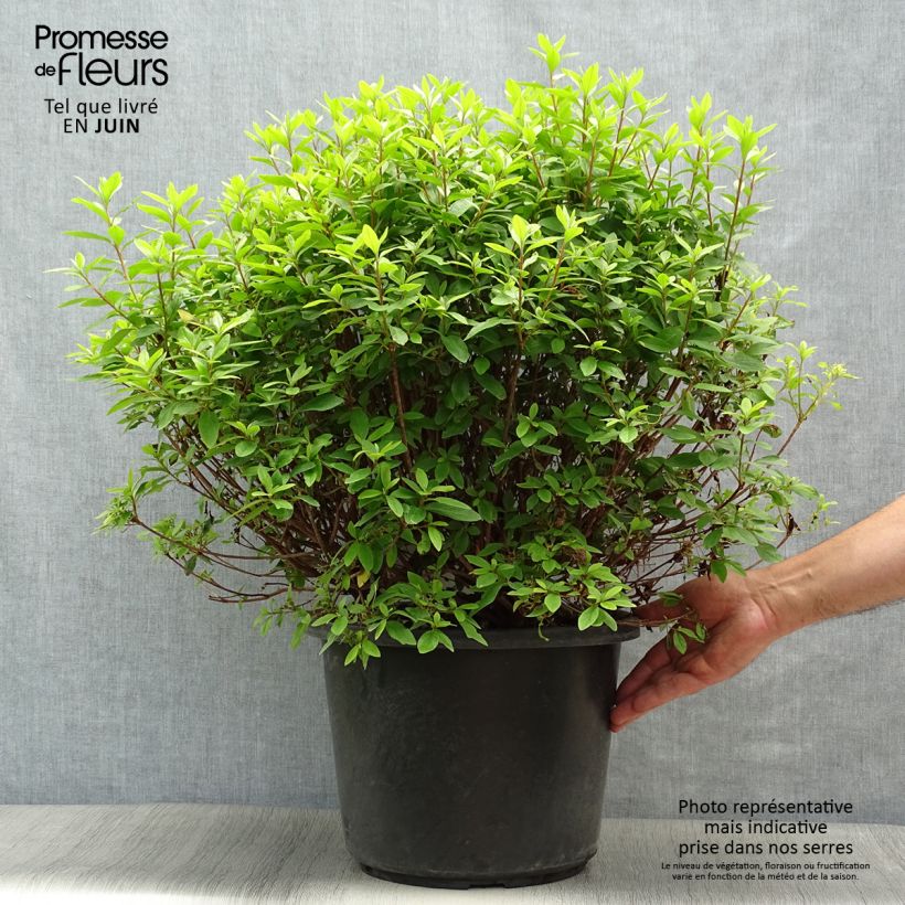 Exemplar von Japanische Azalee Mme Van Hecke - Azalea Topf mit 12L/15L wie im Sommer geliefert