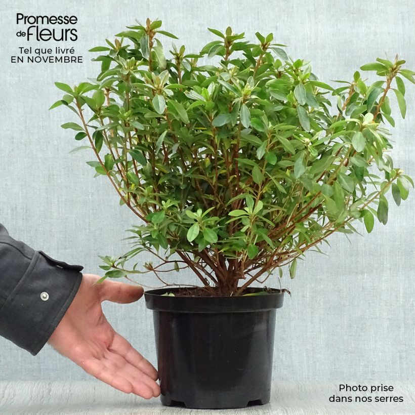 Exemplar von Japanische Azalee Mme Van Hecke - Azalea Topf mit 2L/3L wie im Herbst geliefert