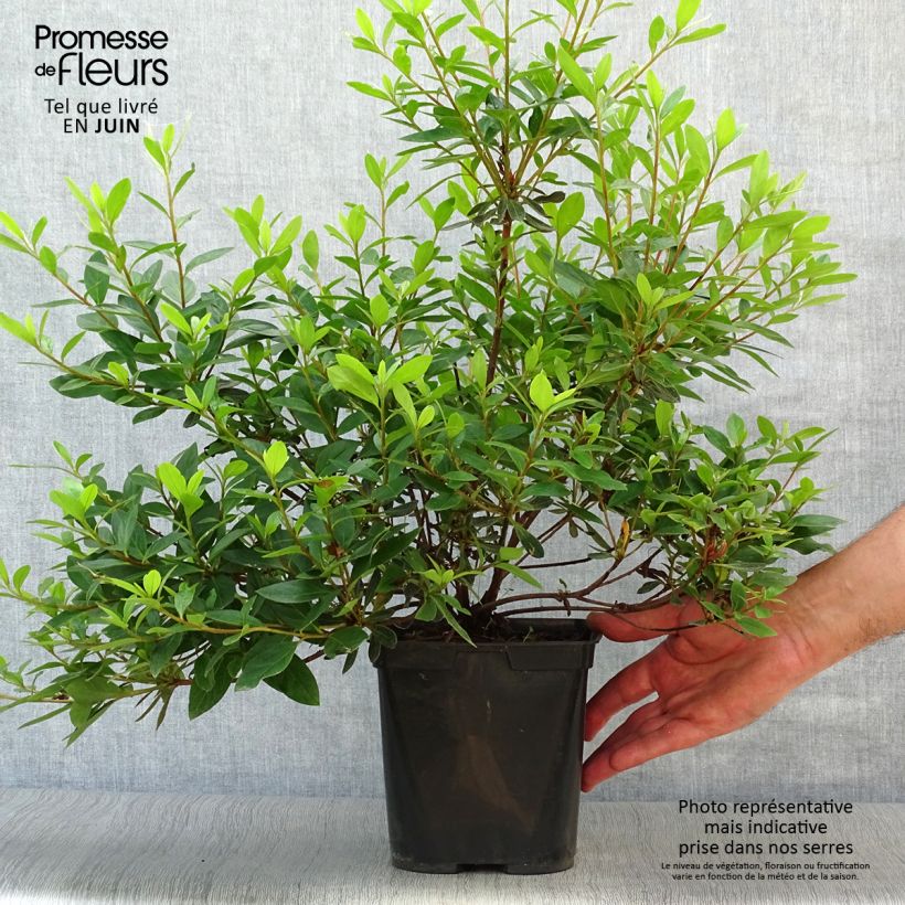 Exemplar von Japanische Azalee Tamanini - Azalea Topf mit 2L/3L wie im Sommer geliefert