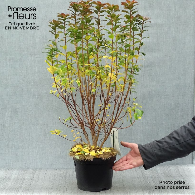 Exemplar von Sommergrüne Azalee Viscosa - Azalea mollis Topf mit 4L/5L wie im Herbst geliefert