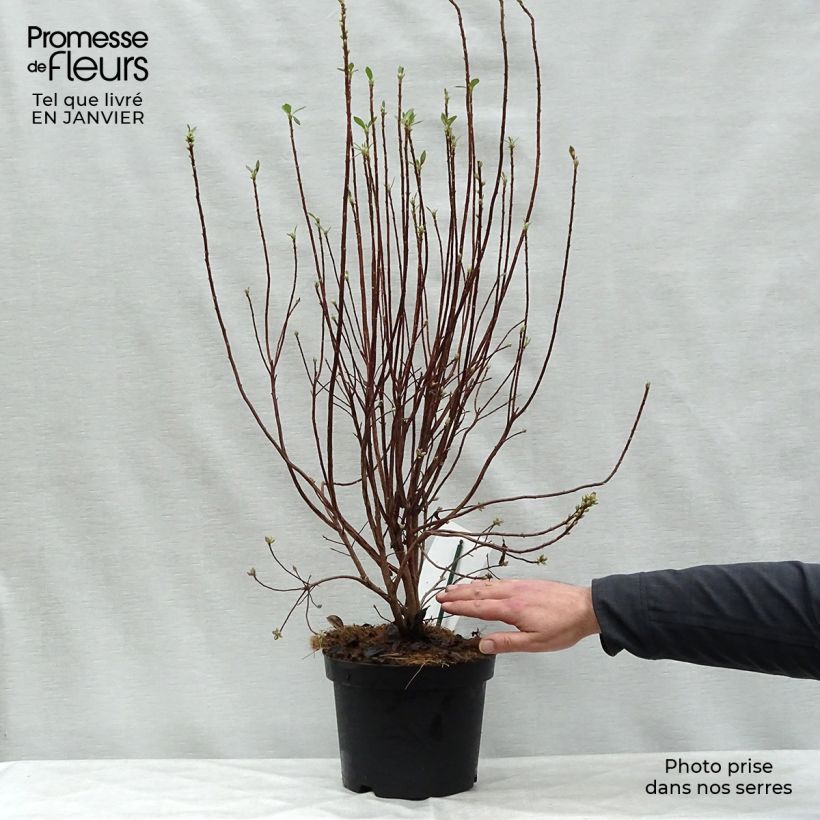 Exemplar von Sommergrüne Azalee Viscosa - Azalea mollis Topf mit 4L/5L wie im Winter geliefert