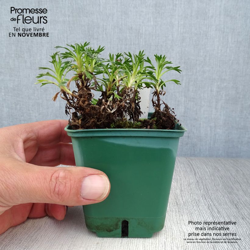 Exemplar von Azorella trifurcata - Andenpolster Kleine Töpfe von 8/9 cm wie im Herbst geliefert