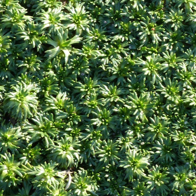 Azorella trifurcata Nana - Andenpolster (Laub)