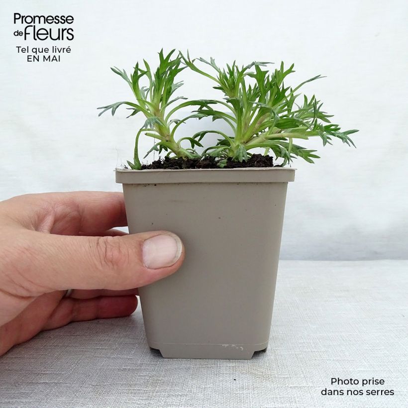 Exemplar von Azorella trifurcata Nana - Andenpolster Kleine Töpfe von 8/9 cm wie im Frühjahr geliefert