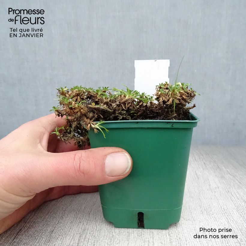 Exemplar von Azorella trifurcata Nana - Andenpolster Kleine Töpfe von 8/9 cm wie im Winter geliefert