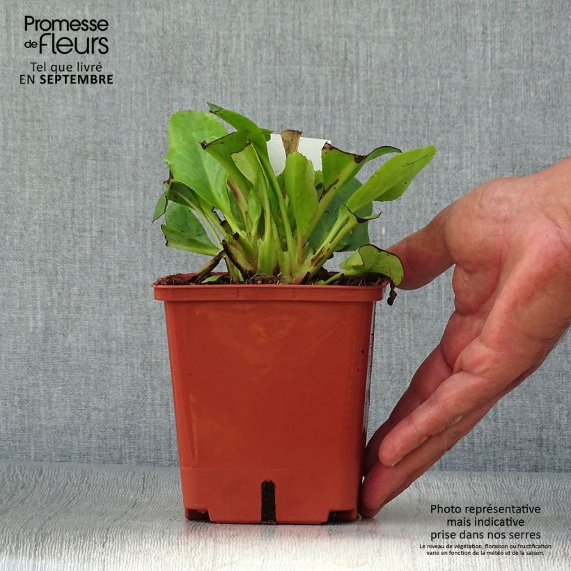 Exemplar von Bergenia Bressingham White - Bergenie Topf mit 1,5L/2L wie im Herbst geliefert