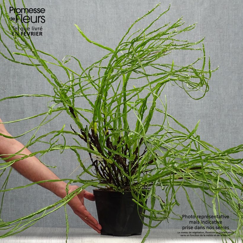 Exemplar von Baccharis genistelloides Topf mit 3L/4L wie im Herbst geliefert