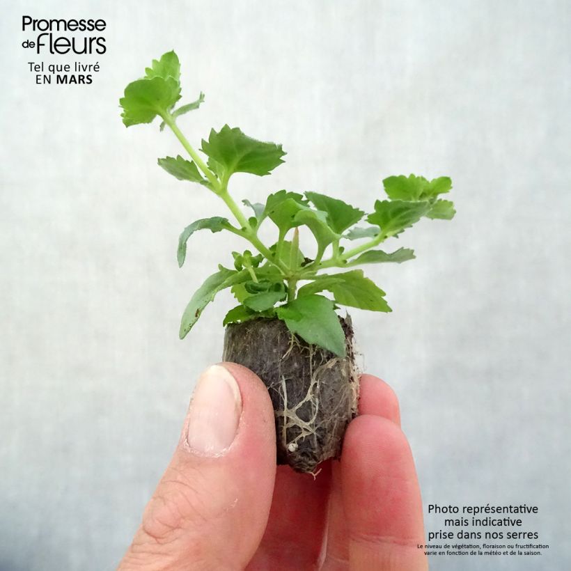 Exemplar von Schneeflockenblume Scopia Gulliver Blue Sensation - Bacopa Mini-Plug Ø 3/4 cm wie im Frühjahr geliefert