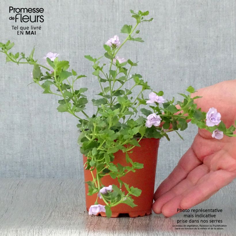 Exemplar von Schneeflockenblume Scopia Double Lavender - Bacopa Kleine Töpfe von 8/9 cm wie im Frühjahr geliefert