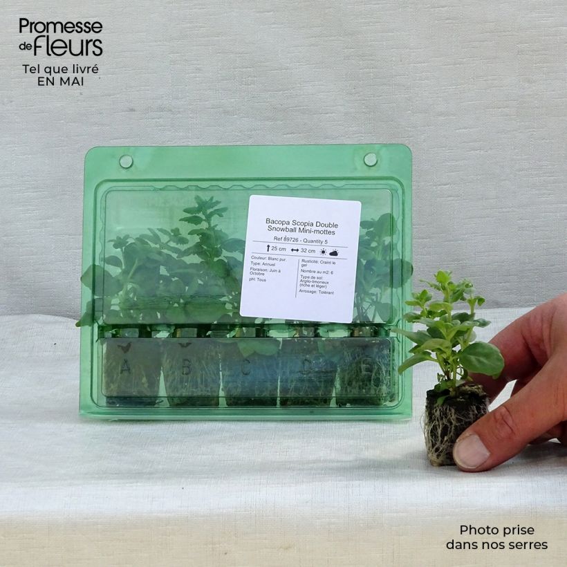 Exemplar von Schneeflockenblume Scopia Double Snowball - Bacopa Mini-Plug Ø 3/4 cm wie im Frühjahr geliefert
