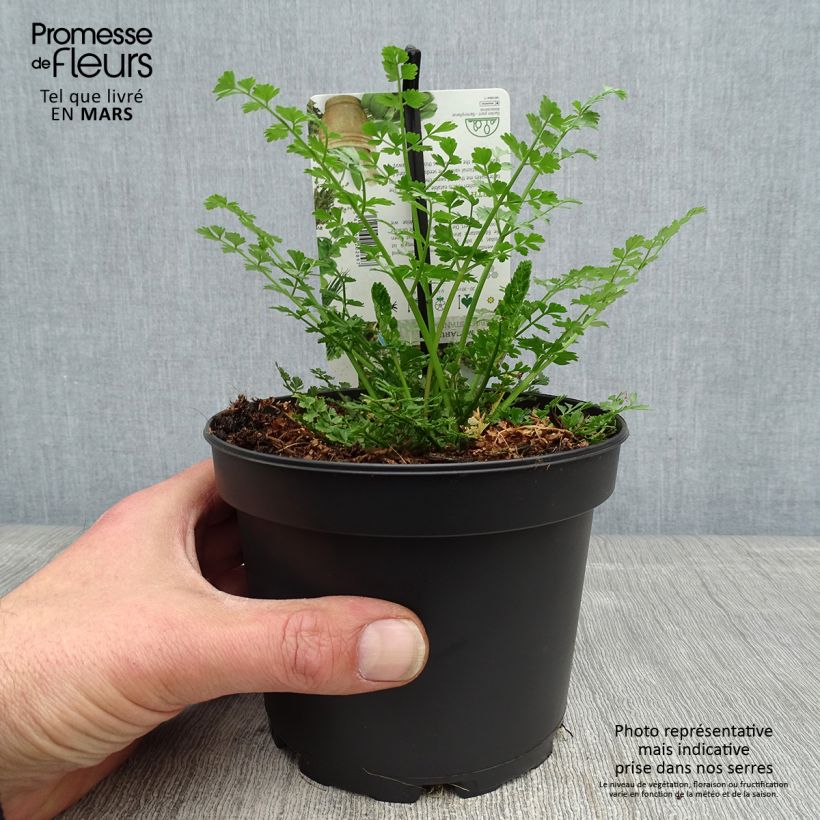 Exemplar von Baldellia ranunculoides - Igelschlauch Kleine Töpfe von 8/9 cm wie im Frühjahr geliefert