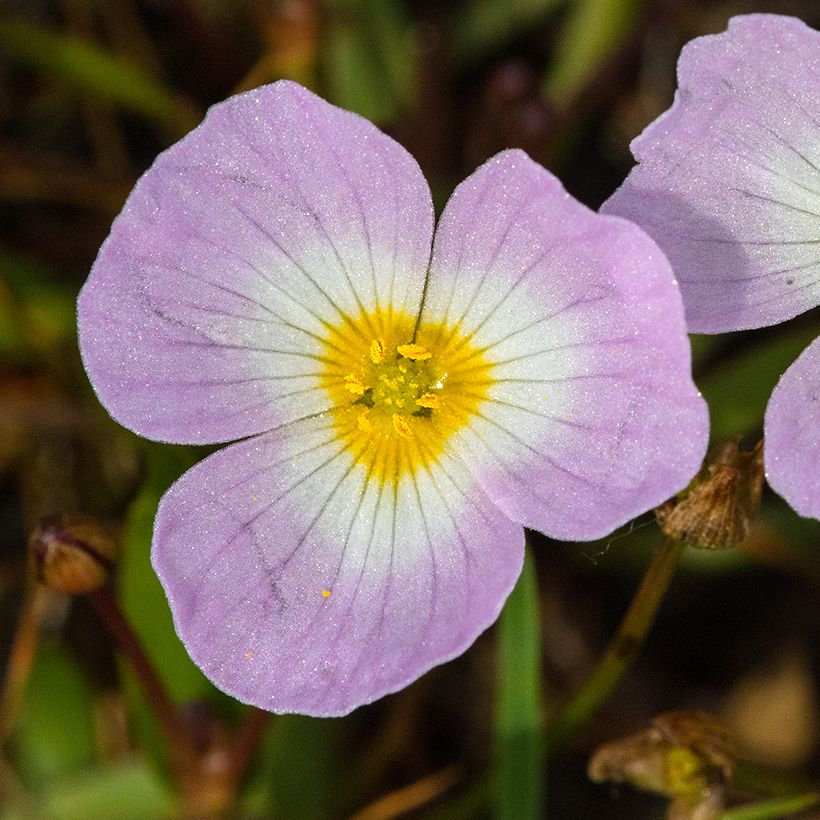 Baldellia ranunculoides - Igelschlauch (Blüte)