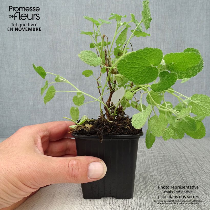Exemplar von Ballota pseudodictamnus - Gottvergeß Kleine Töpfe von 8/9 cm wie im Herbst geliefert