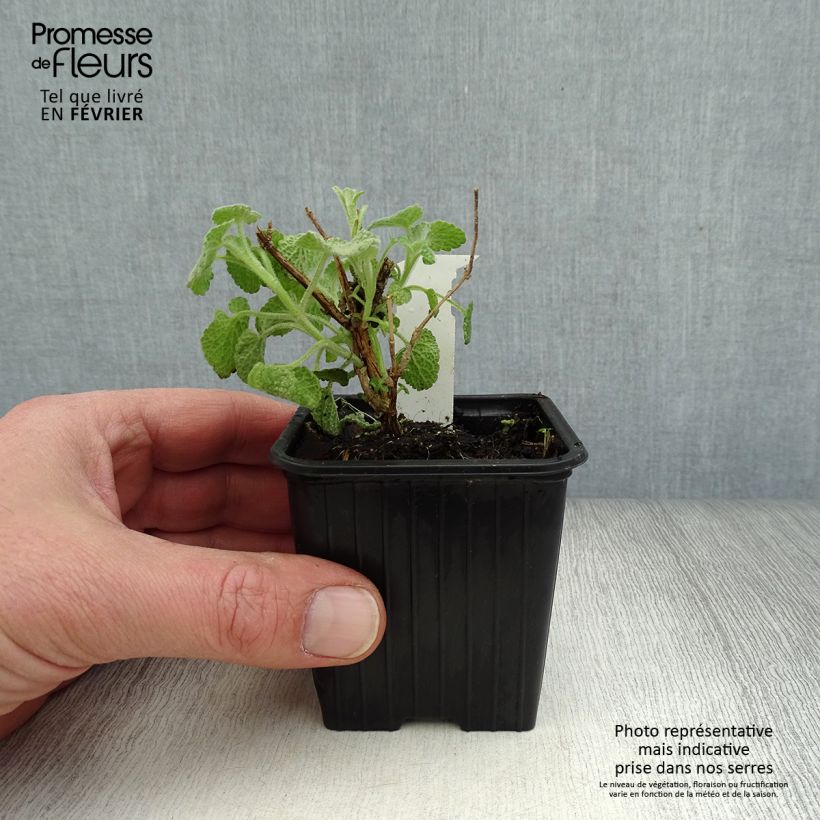 Exemplar von Ballota pseudodictamnus - Gottvergeß Kleine Töpfe von 8/9 cm wie im Winter geliefert