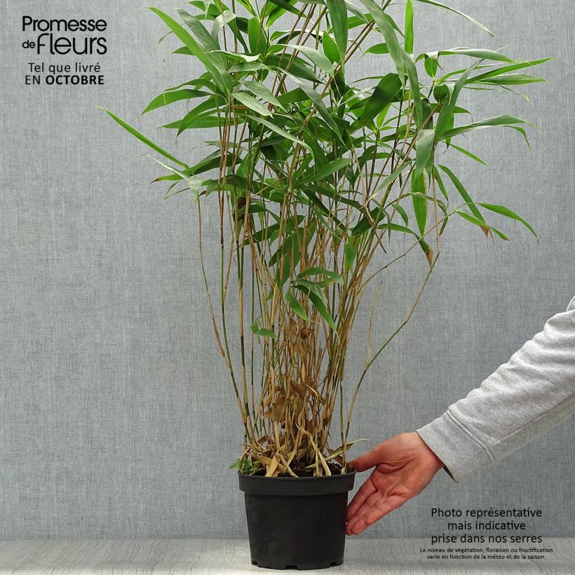 Exemplar von Pseudosasa japonica - Breitblattbambus Topf mit 2L/3L wie im Herbst geliefert