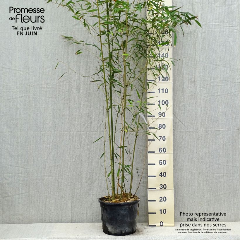 Exemplar von Bisset-Bambus - Phyllostachys bissetii Topf mit 12L/15L wie im Sommer geliefert