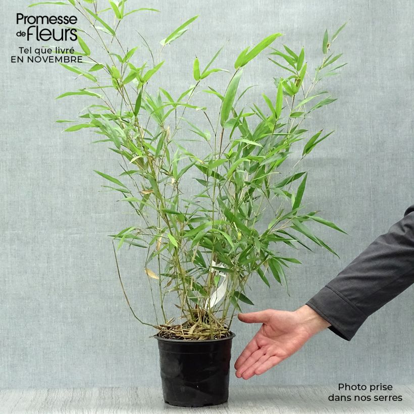 Exemplar von Bisset-Bambus - Phyllostachys bissetii Topf mit 2L/3L wie im Herbst geliefert