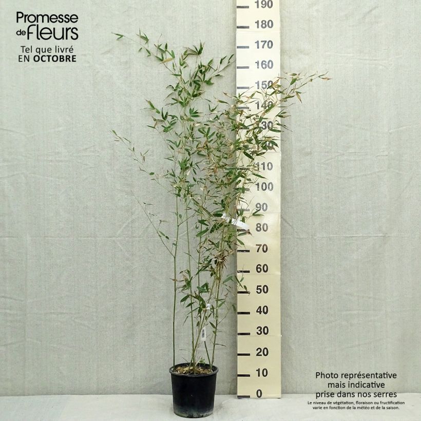 Exemplar von Bisset-Bambus - Phyllostachys bissetii Topf mit 4L/5L wie im Herbst geliefert