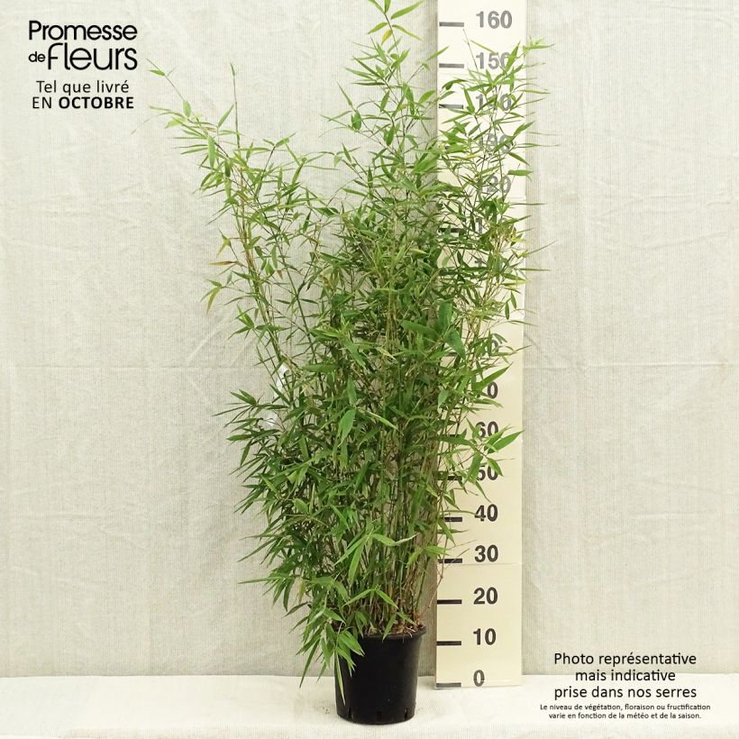 Exemplar von Goldrohr Bambus - Phyllostachys aurea Topf mit 4L/5L wie im Herbst geliefert