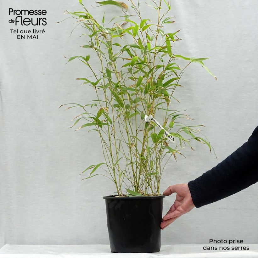 Exemplar von Goldrohr Bambus - Phyllostachys aurea Topf mit 4L/5L wie im Frühjahr geliefert