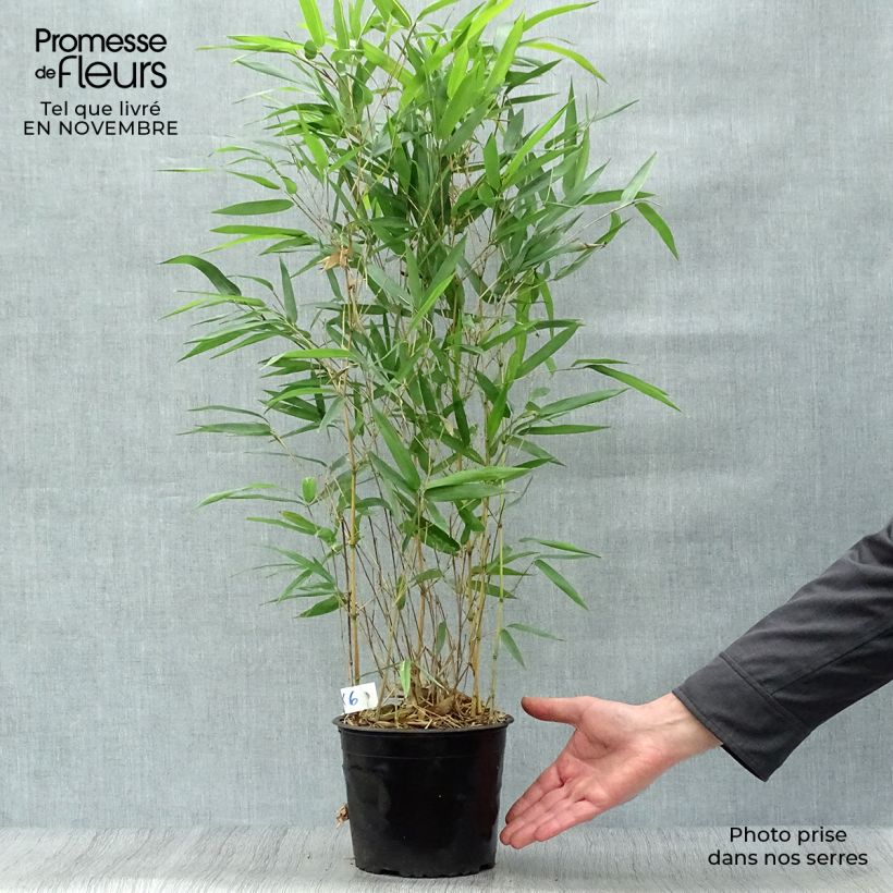 Exemplar von Rauher Gelbrinnen-Bambus Aureocaulis - Phyllostachys aureosulcata Topf mit 2L/3L wie im Herbst geliefert