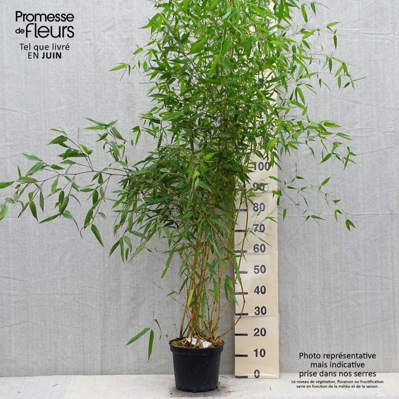Exemplar von Rauher Gelbrinnen-Bambus Aureocaulis - Phyllostachys aureosulcata Topf mit 4L/5L wie im Sommer geliefert