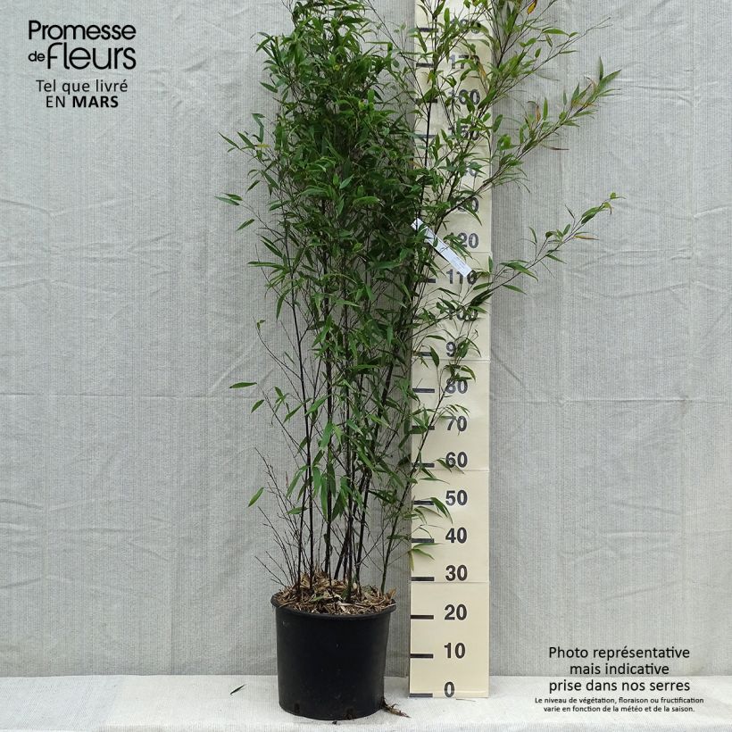 Exemplar von Schwarzer Bambus - Phyllostachys nigra Topf mit 12L/15L wie im Winter geliefert