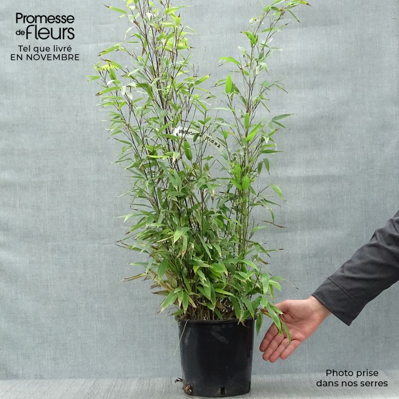 Exemplar von Schwarzer Bambus - Phyllostachys nigra Topf mit 4L/5L wie im Herbst geliefert