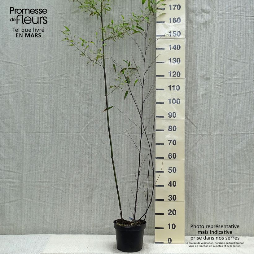Exemplar von Schwarzer Bambus - Phyllostachys nigra Topf mit 7,5L/10L wie im Frühjahr geliefert
