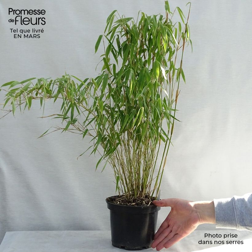 Exemplar von Fargesia murielae Bimbo - Bambus Topf mit 2L/3L wie im Frühjahr geliefert