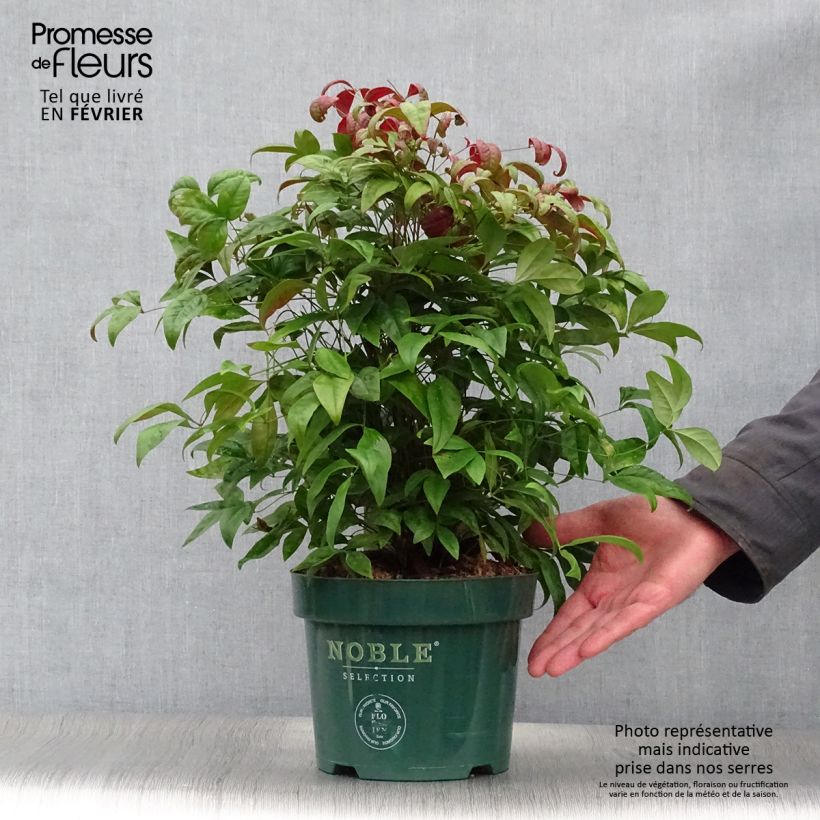 Exemplar von Nandina domestica Blush Pink - Himmelsbambus Topf mit 2L/3L wie im Winter geliefert