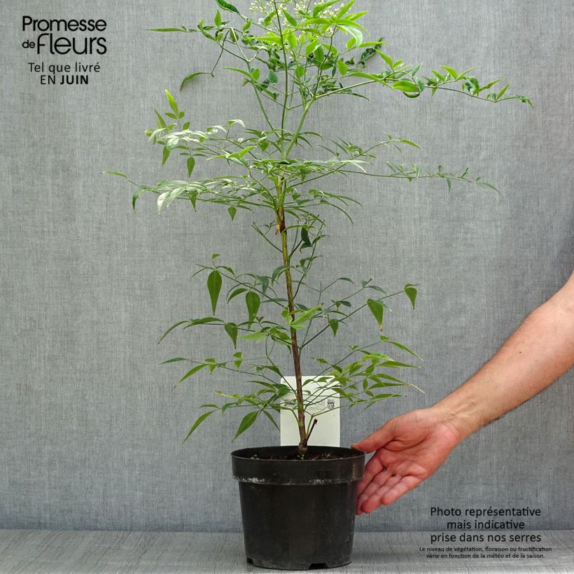 Exemplar von Nandina domestica Brightlight - Himmelsbambus Topf mit 3L/4L wie im Sommer geliefert