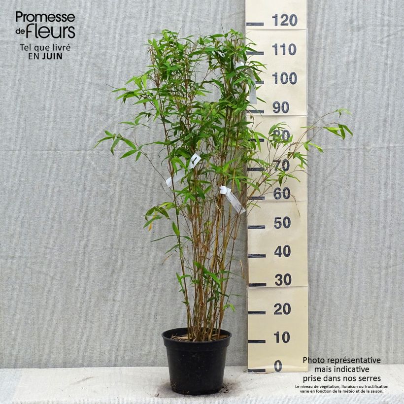 Exemplar von Bambusa glaucescens - Bambus Topf mit 4L/5L wie im Sommer geliefert