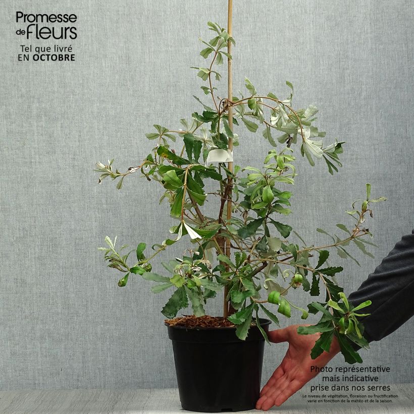 Exemplar von Banksia integrifolia - Banksie Topf mit 3L/4L wie im Herbst geliefert